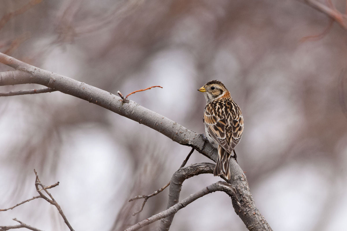Lapland Longspur