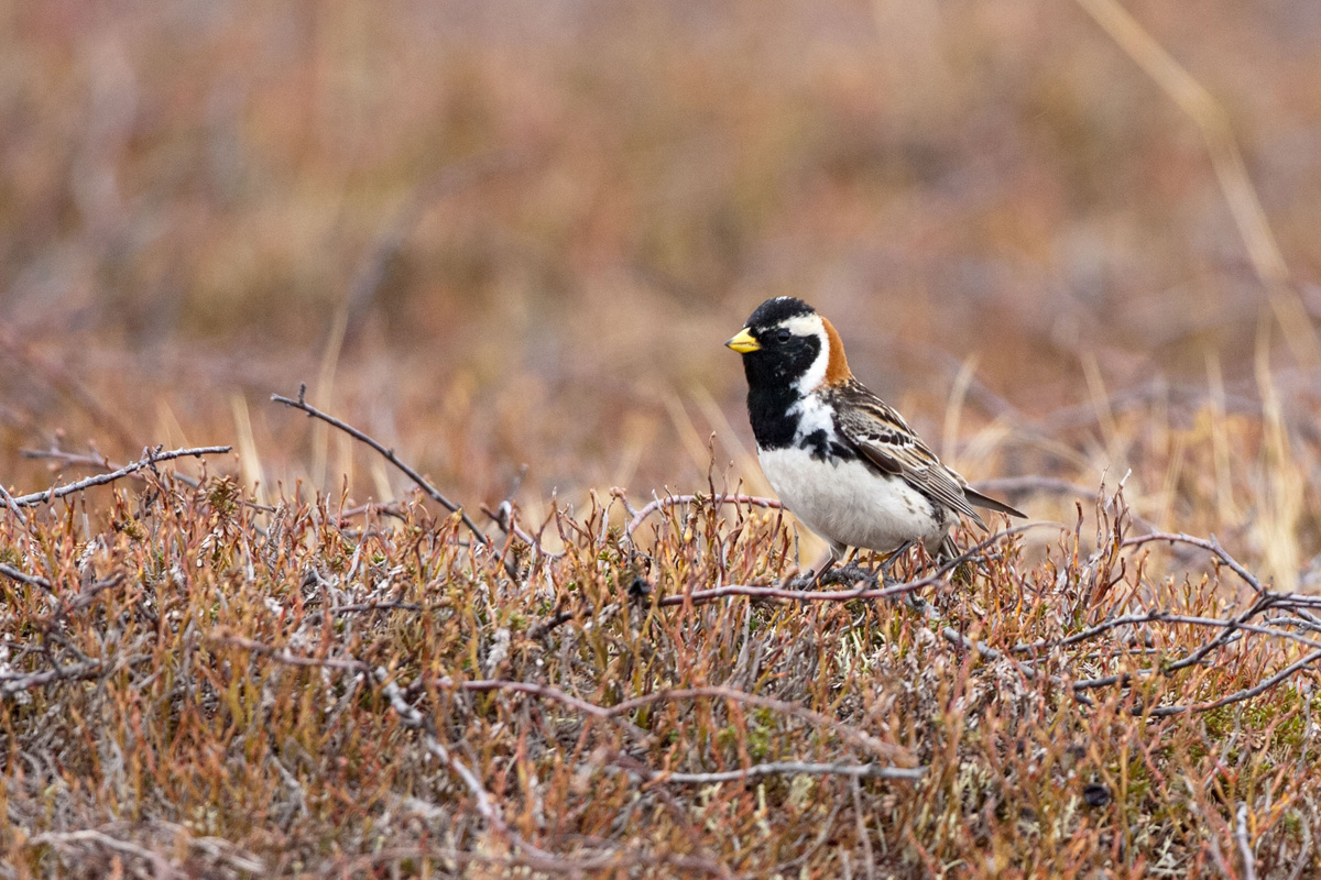 Lapland Longspur