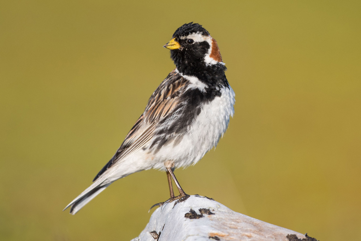 Lapland Longspur