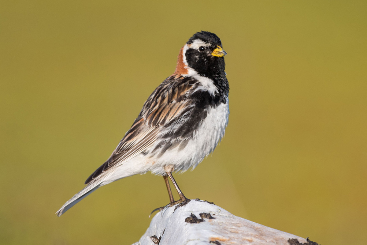 Lapland Longspur