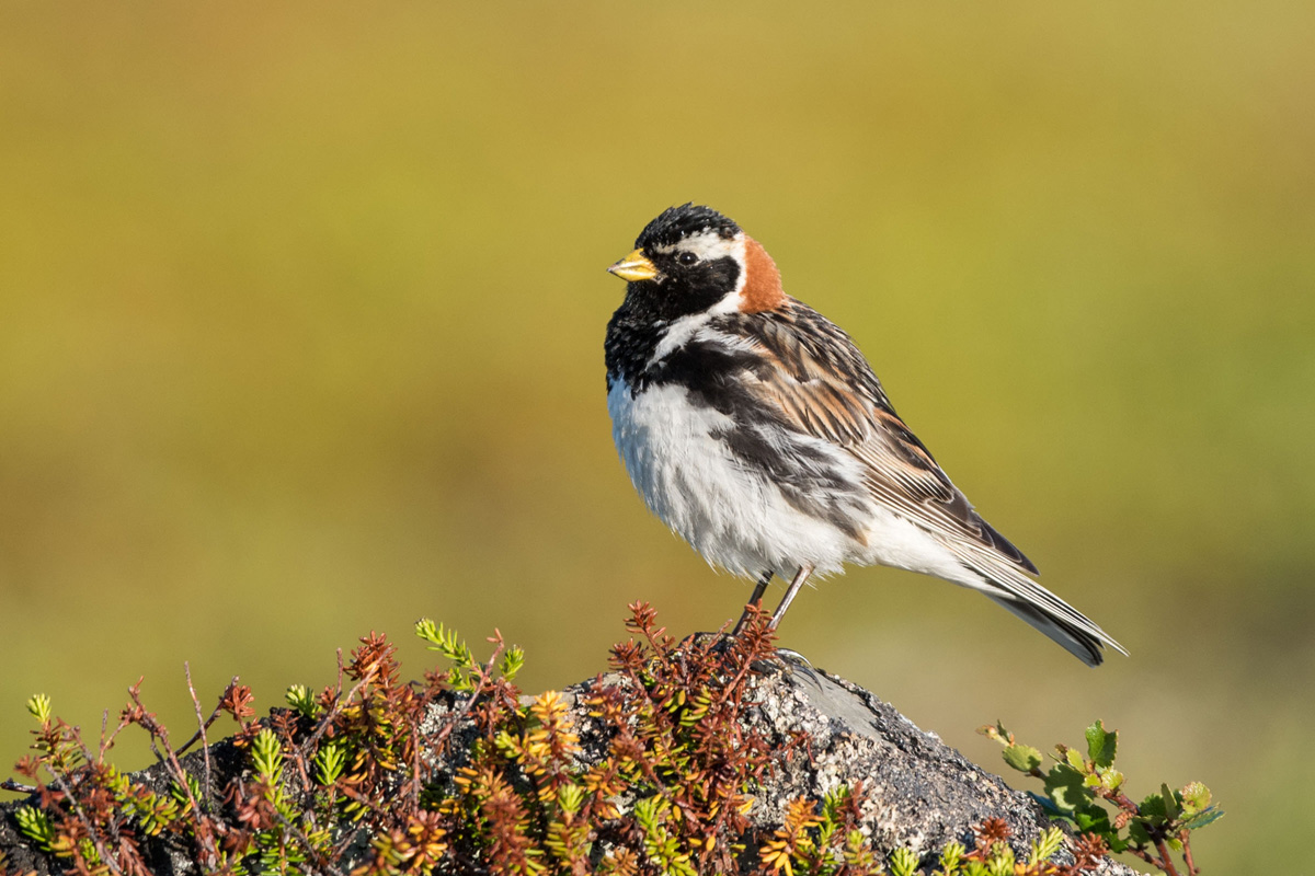 Lapland Longspur