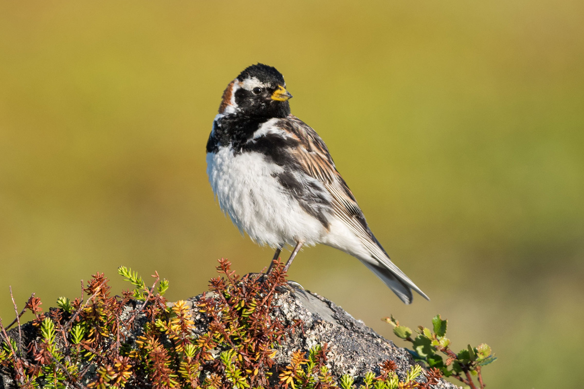 Lapland Longspur