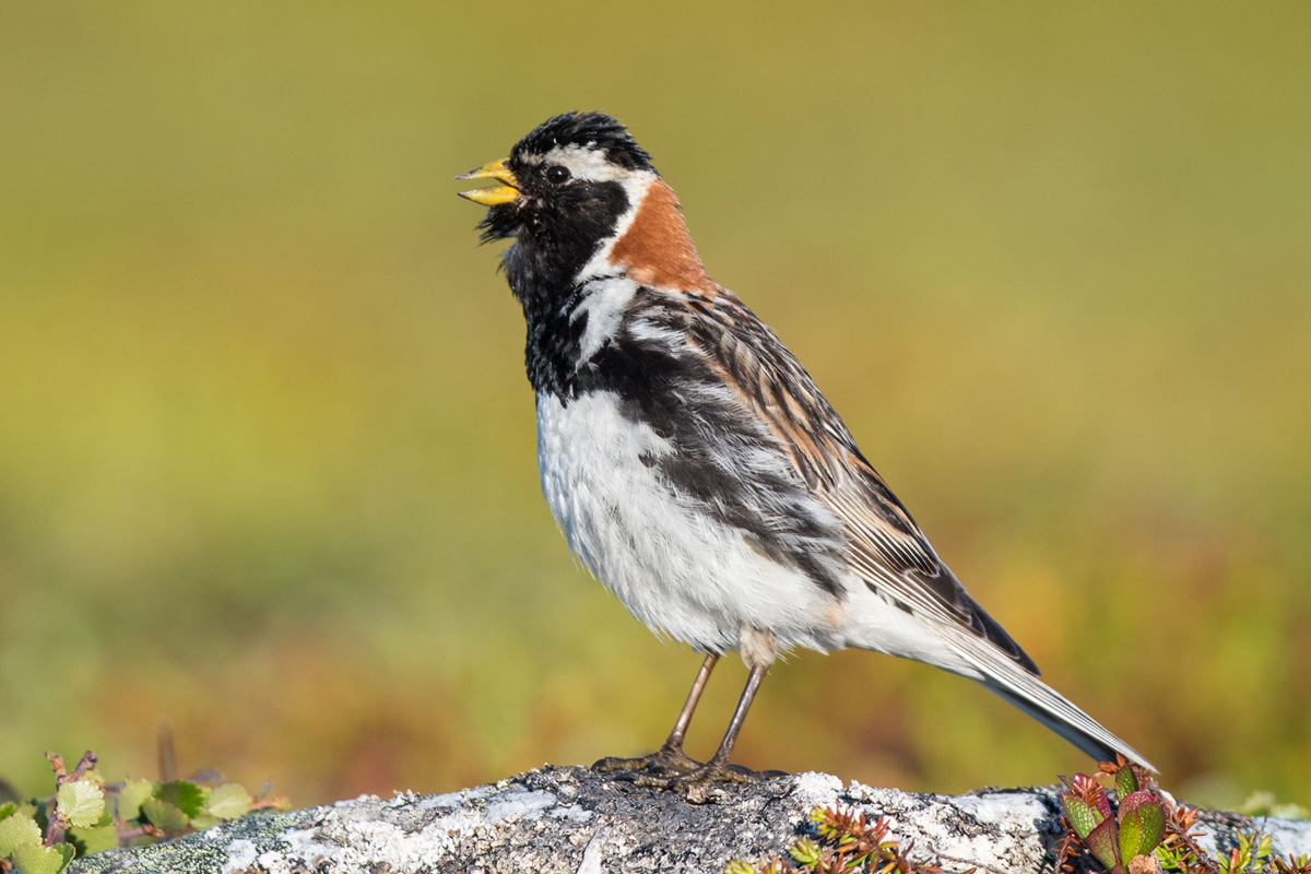 Lapland Longspur