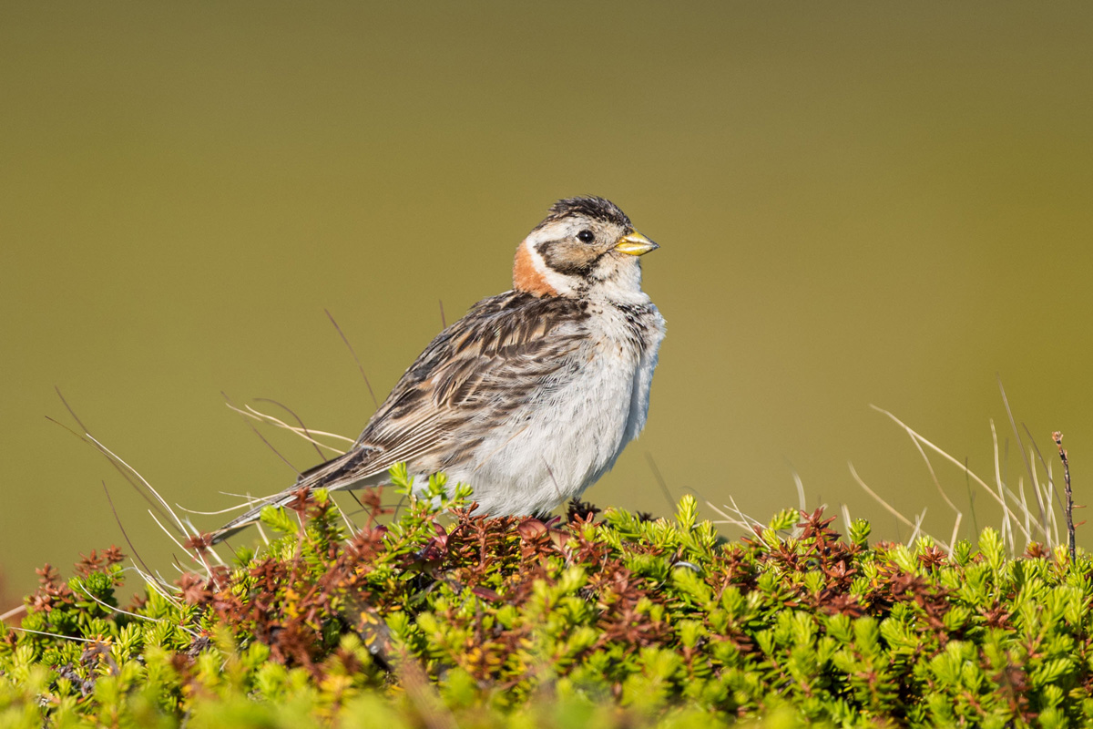 Lapland Longspur