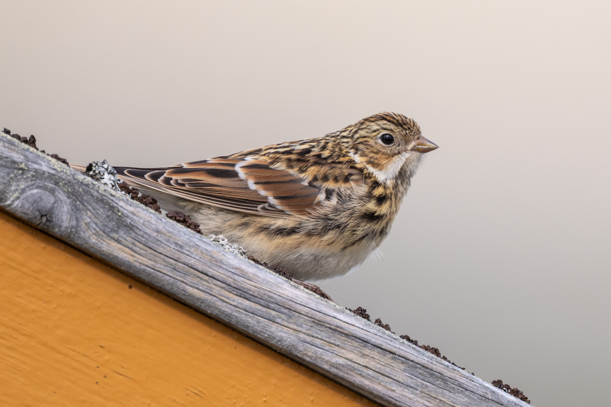 Lapland Longspur