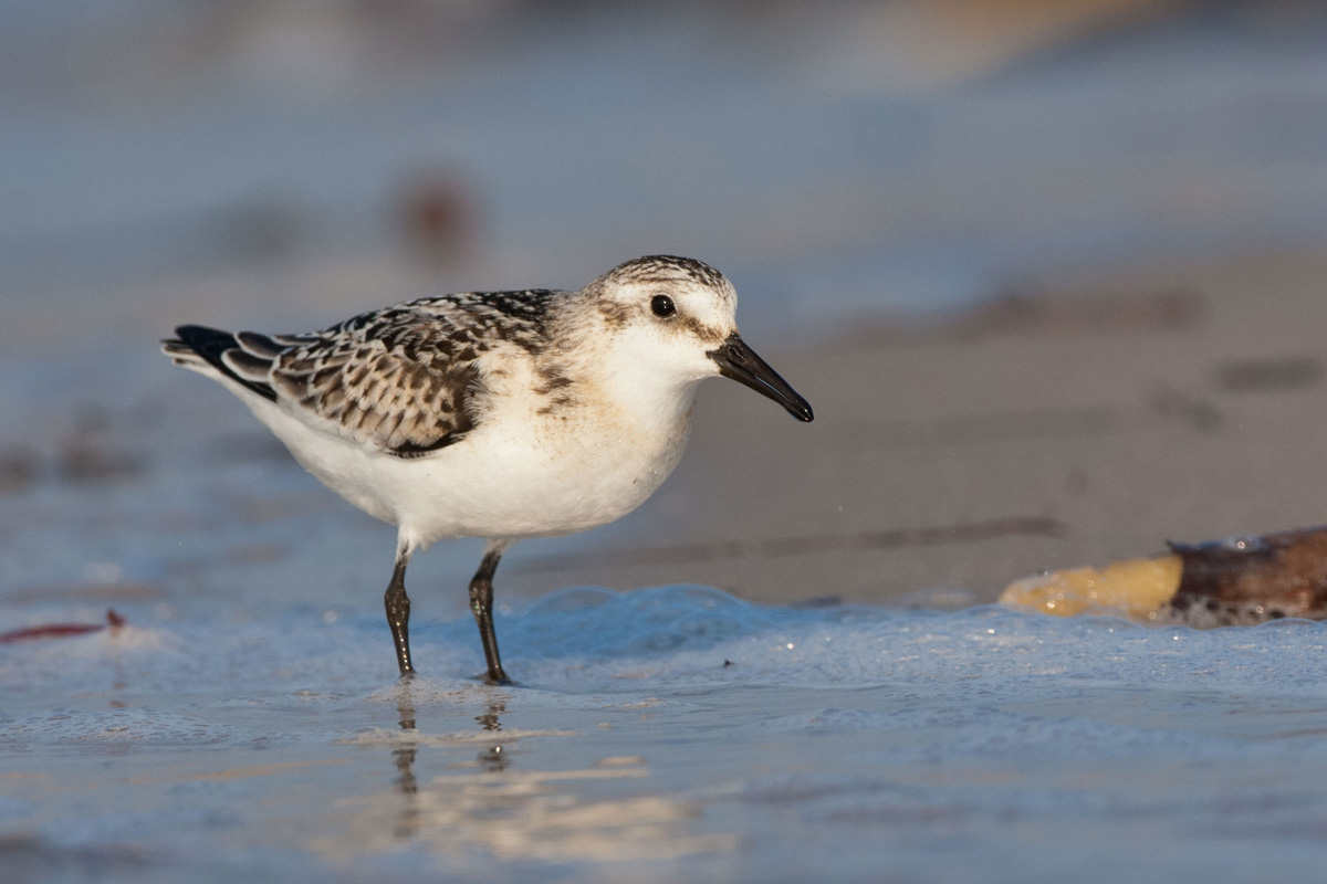 Sanderling