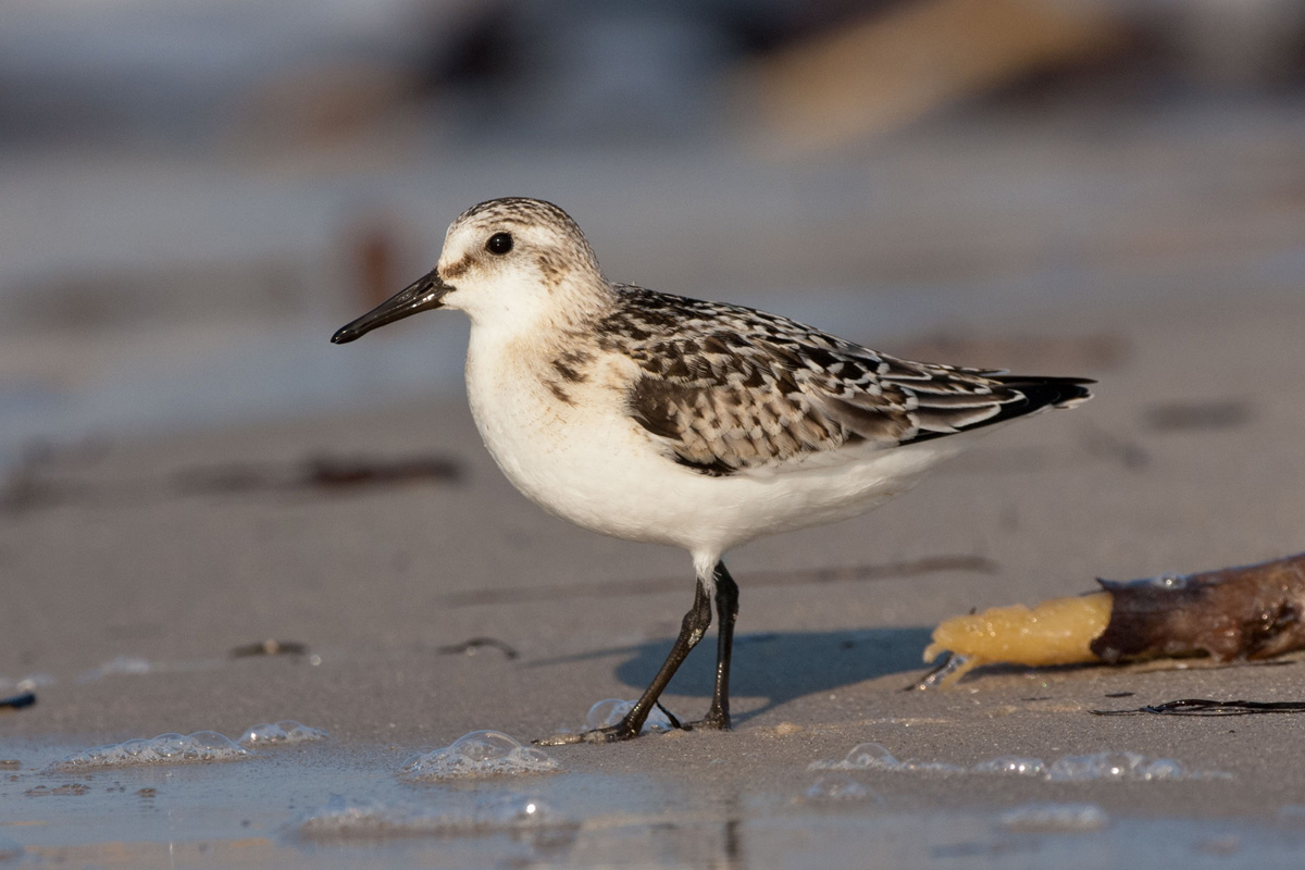 Sanderling