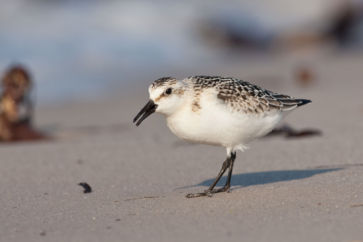 Sanderling