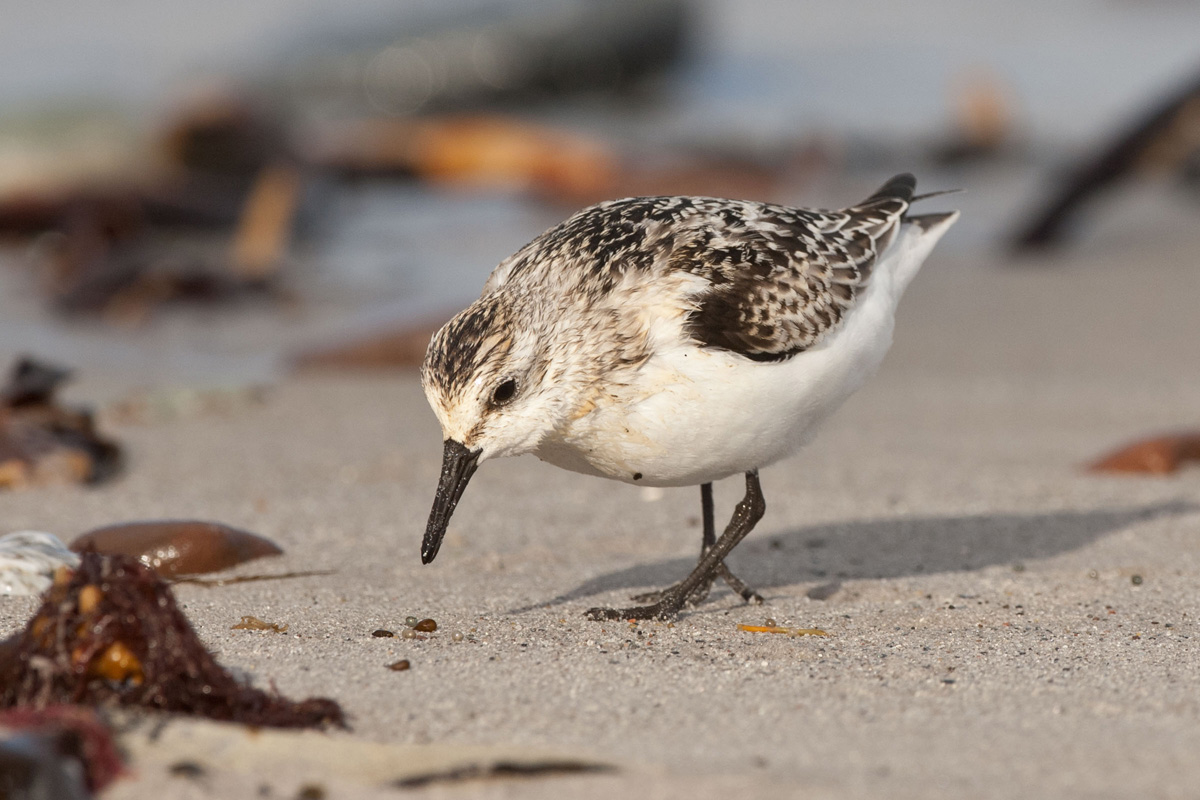 Sanderling