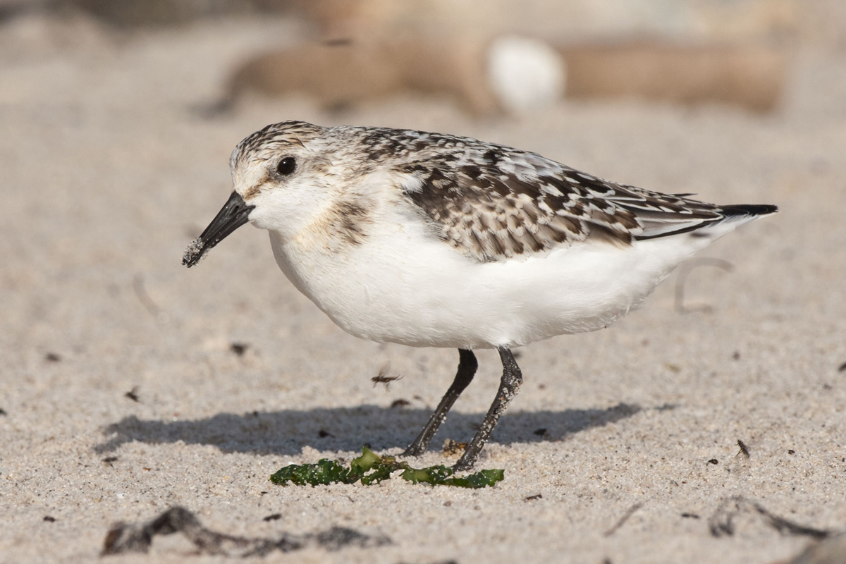 Sanderling