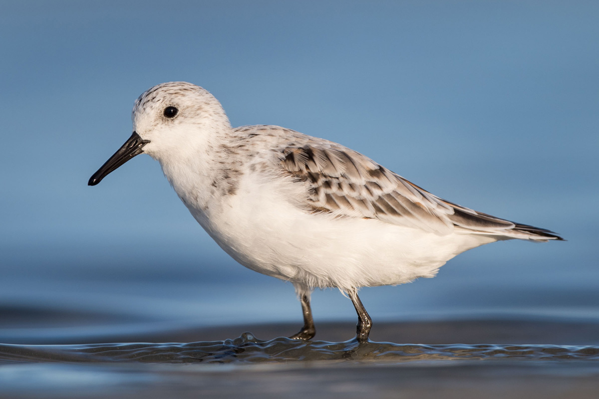 Sanderling