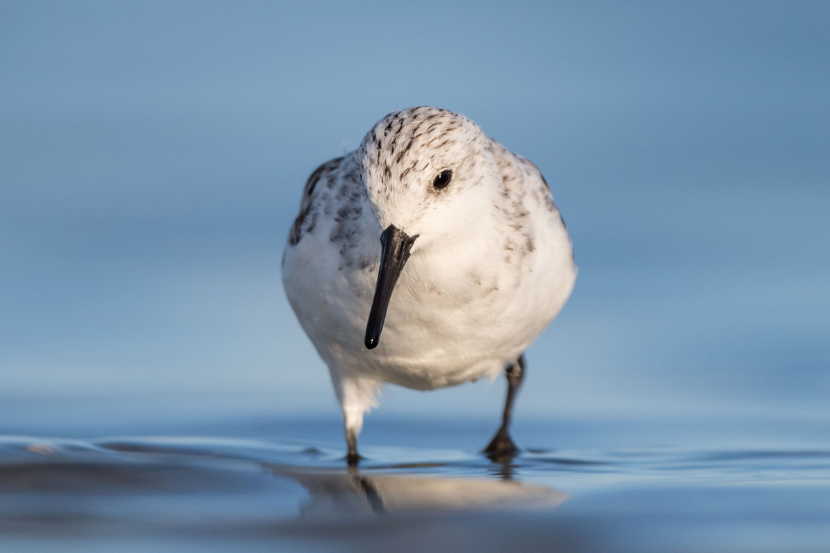 Sanderling