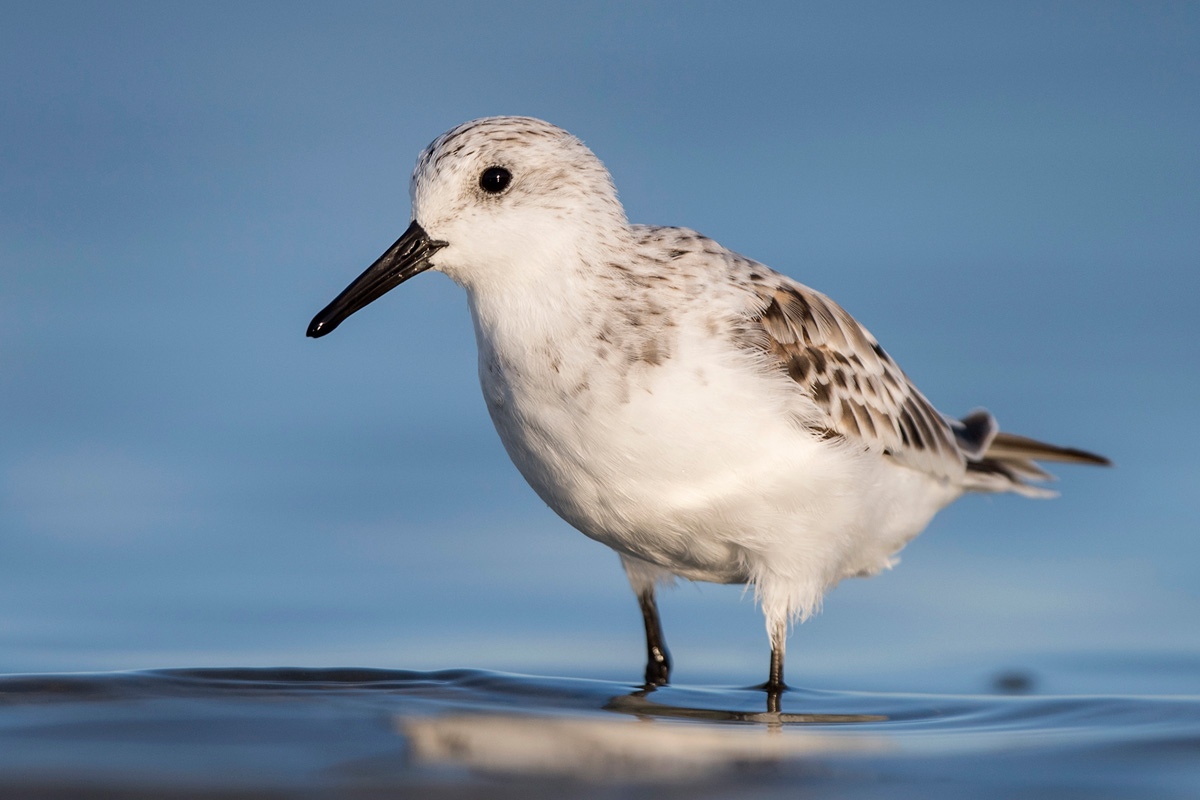 Sanderling