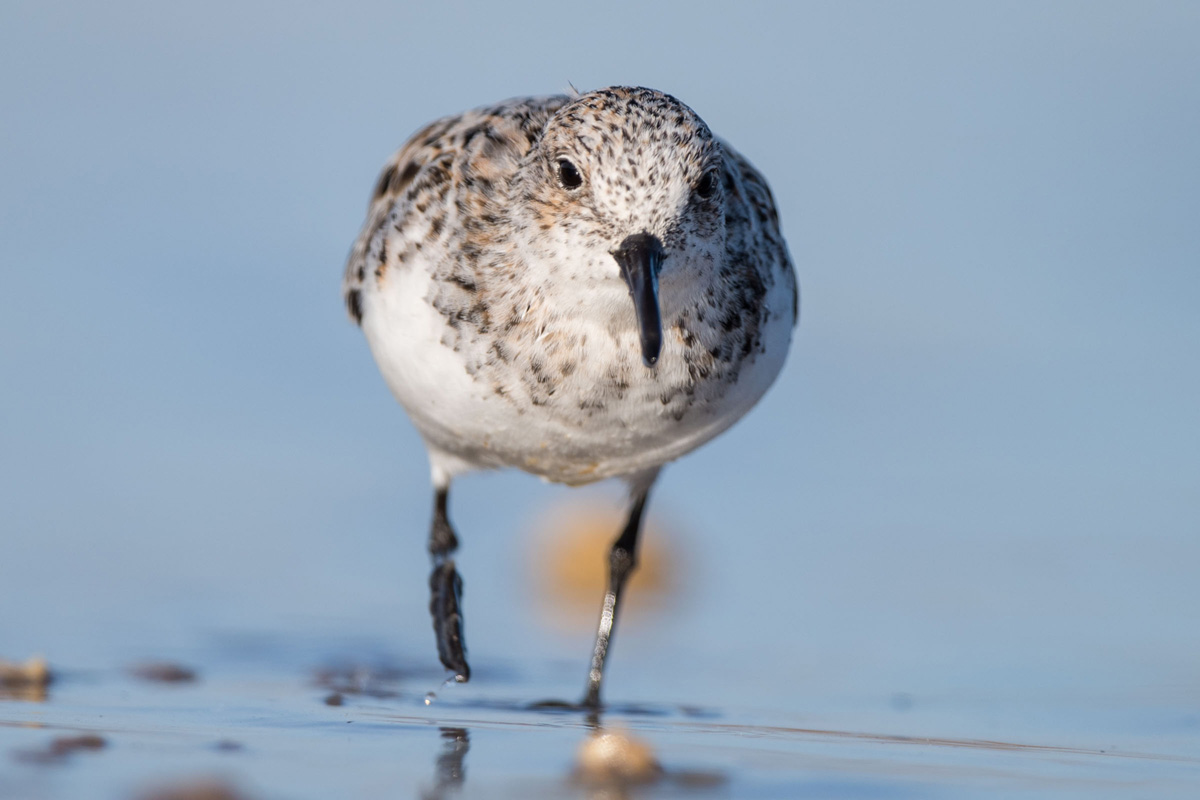 Sanderling