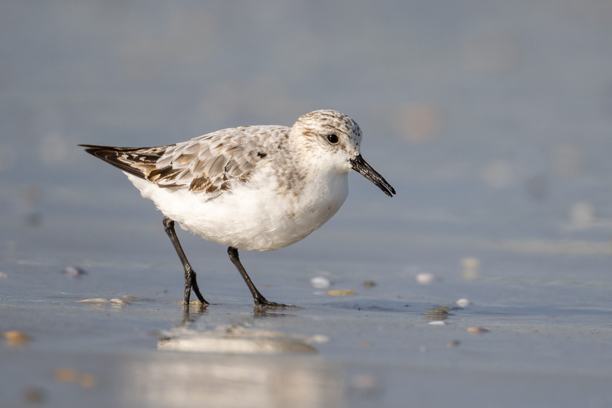 Sanderling