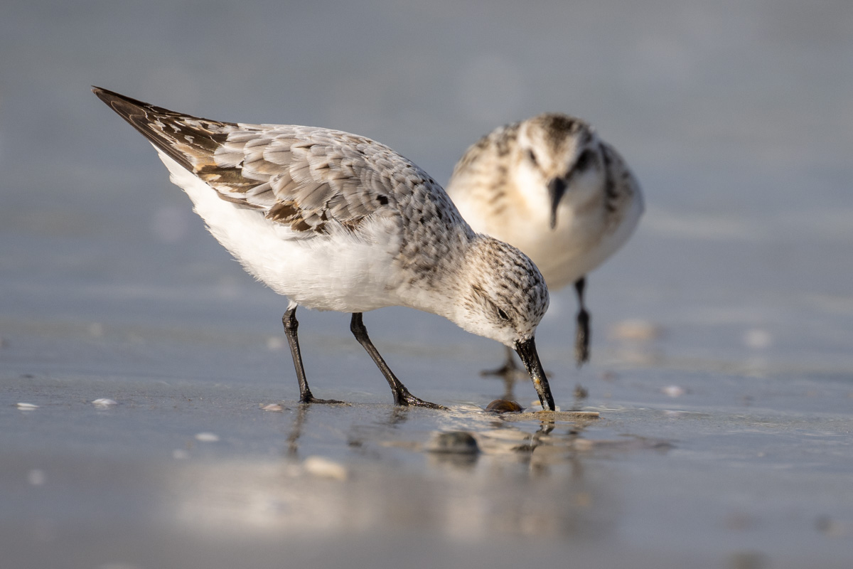 Sanderling
