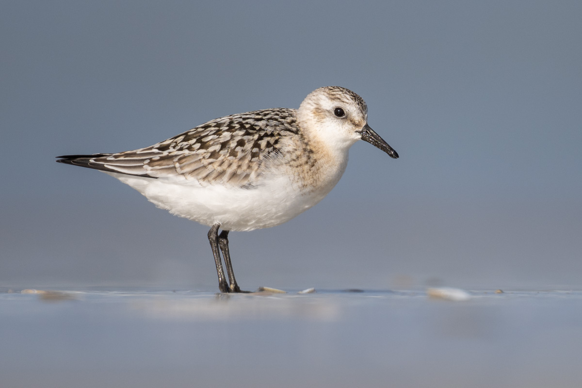 Sanderling