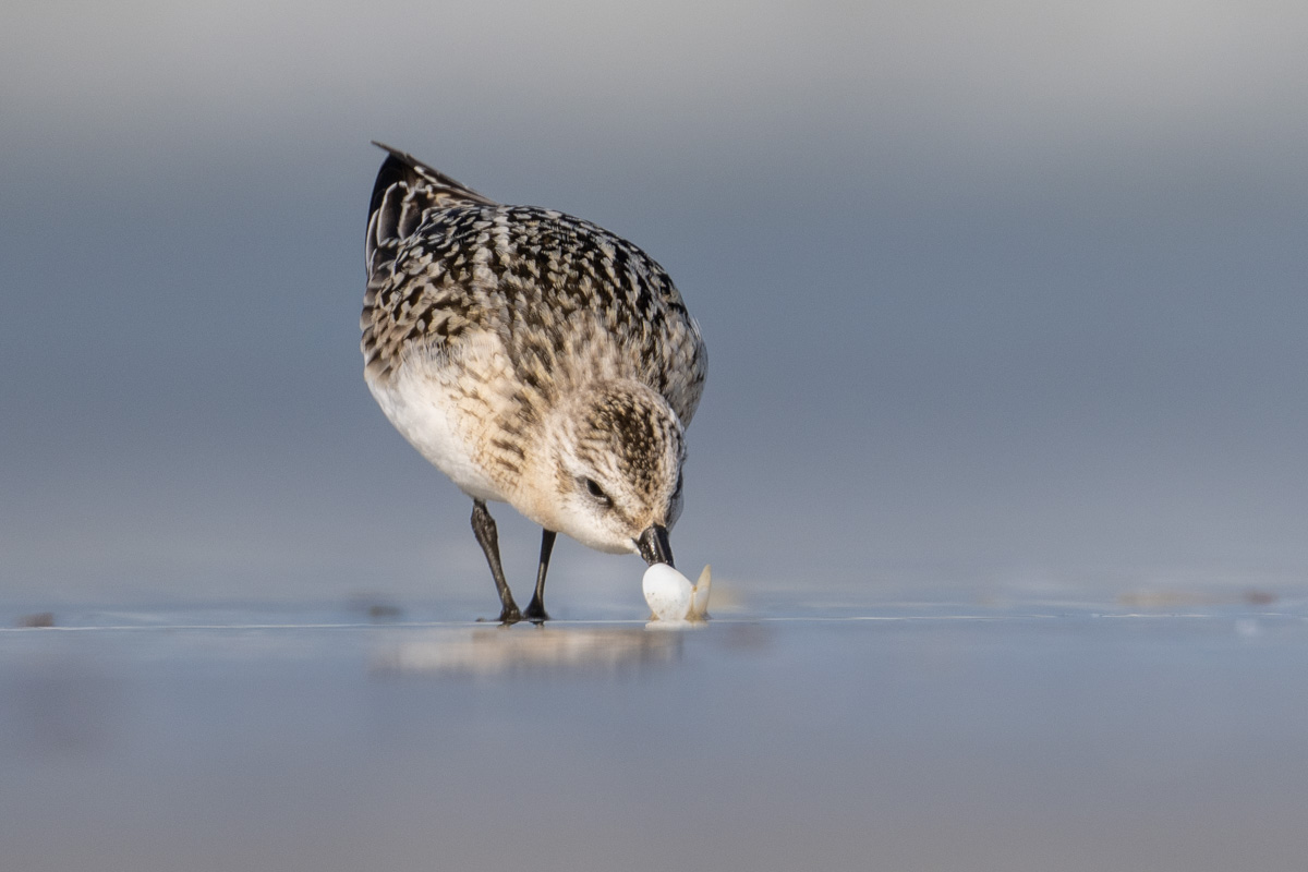 Sanderling