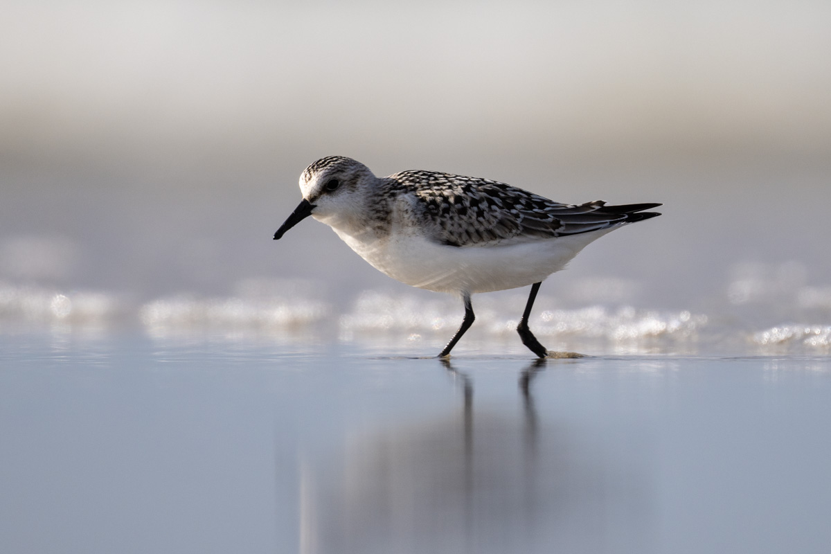 Sanderling