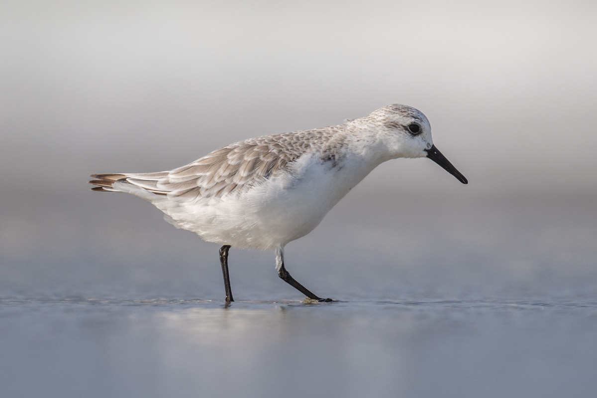 Sanderling