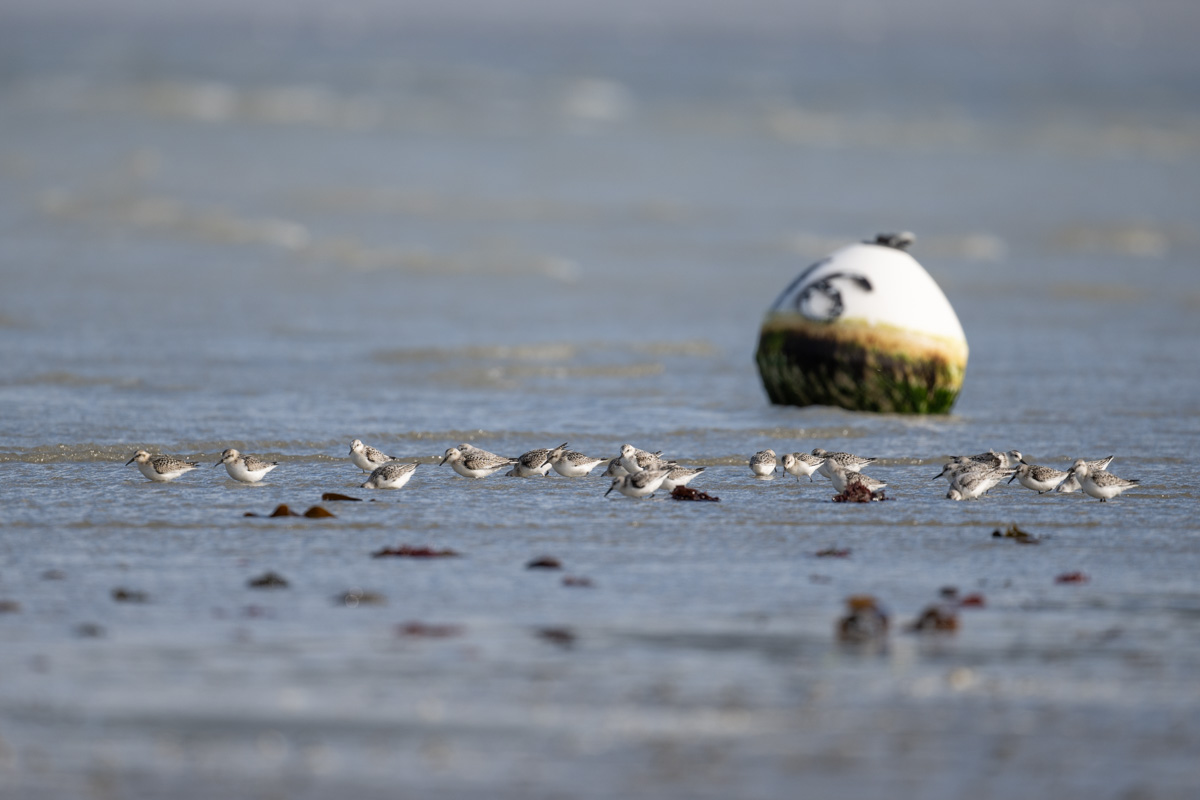 Sanderling