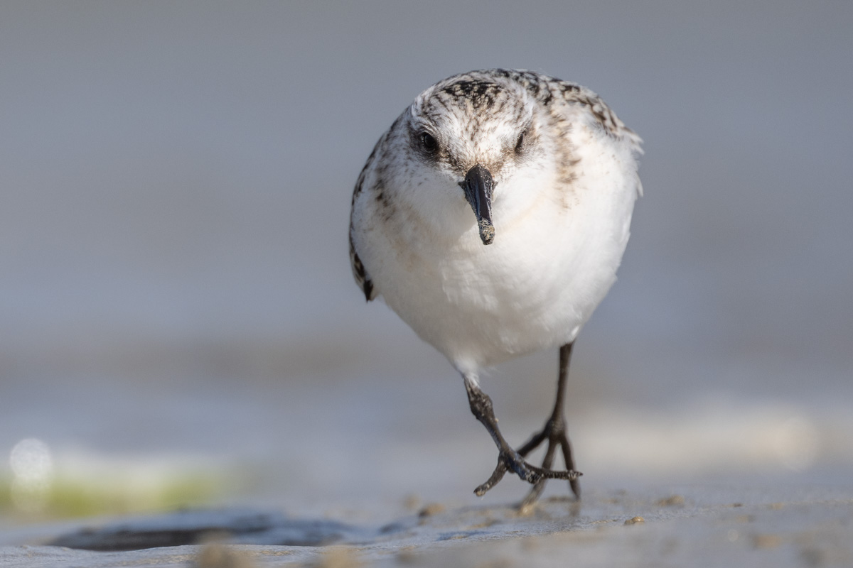 Sanderling