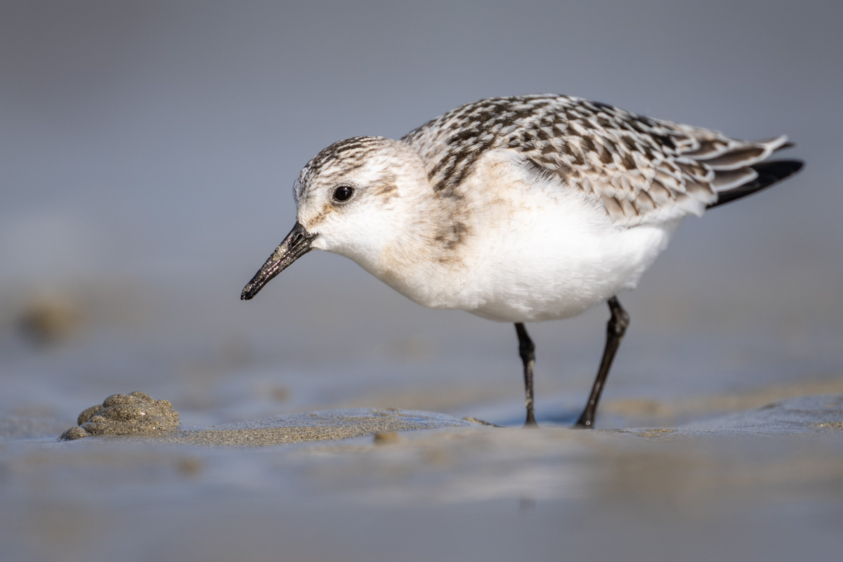 Sanderling