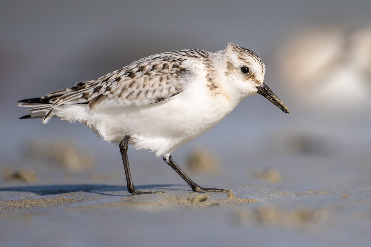 Sanderling