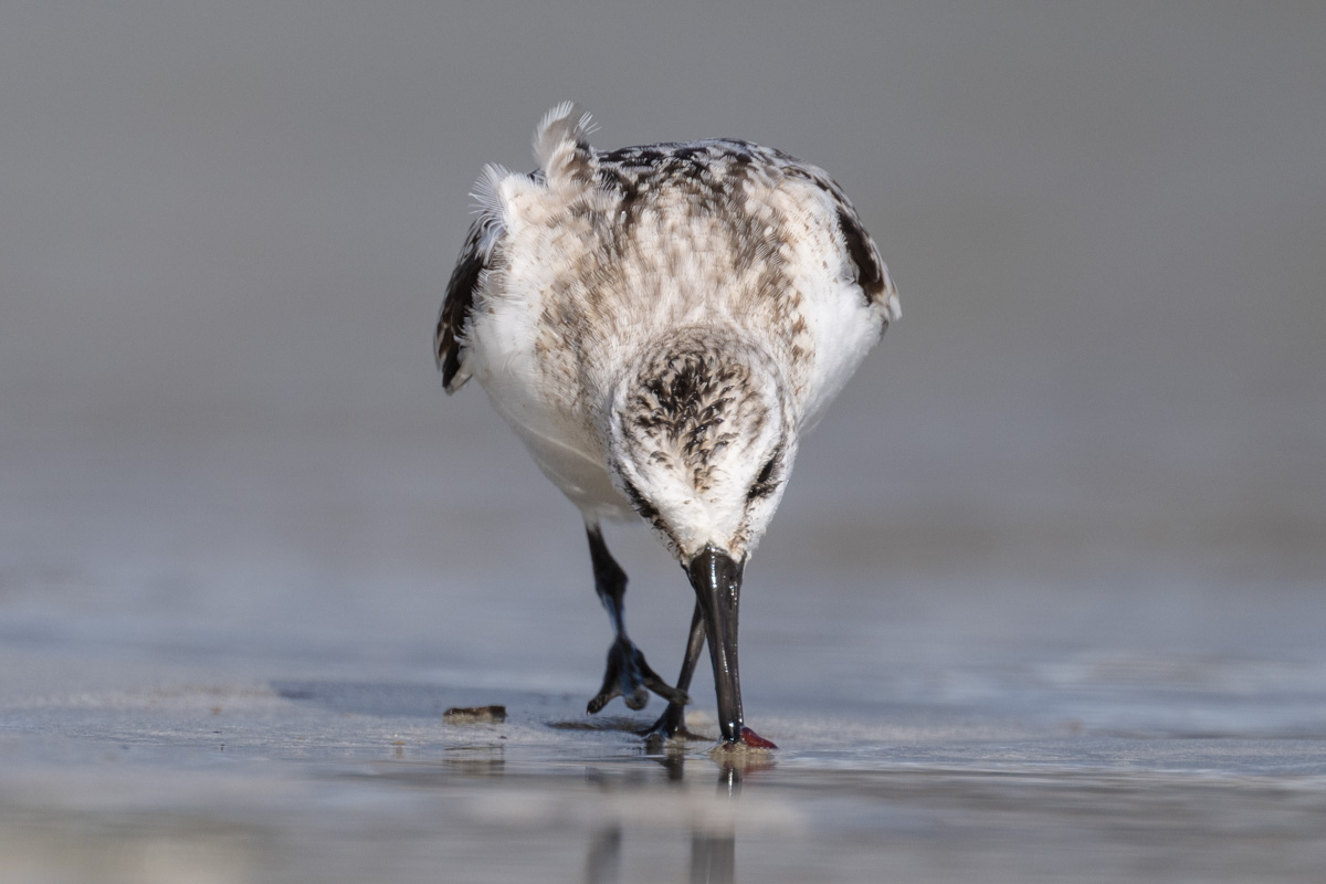 Sanderling