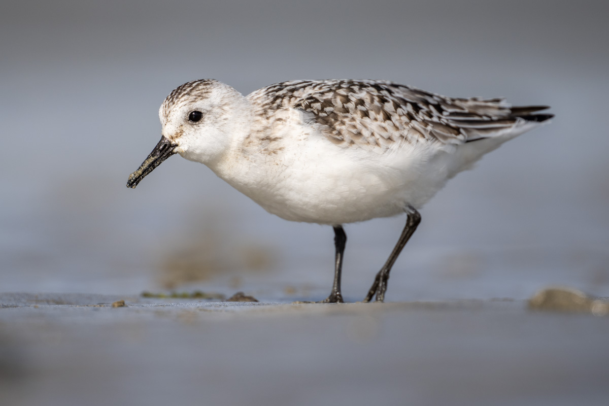 Sanderling