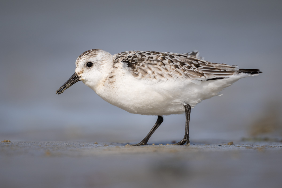 Sanderling