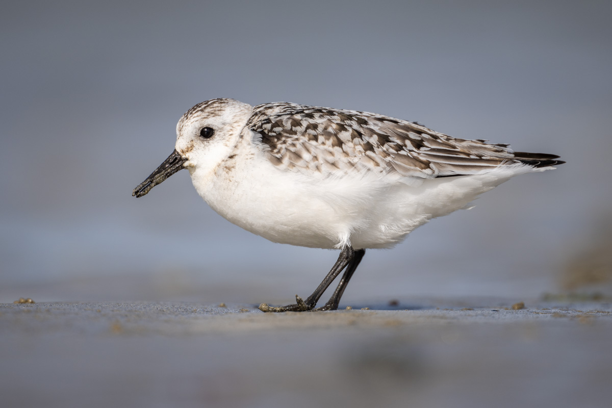 Sanderling