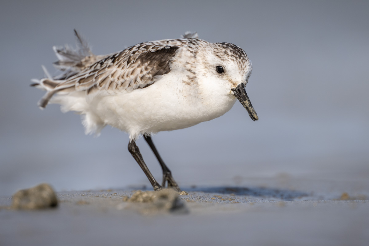 Sanderling