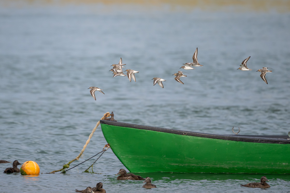 Sanderling