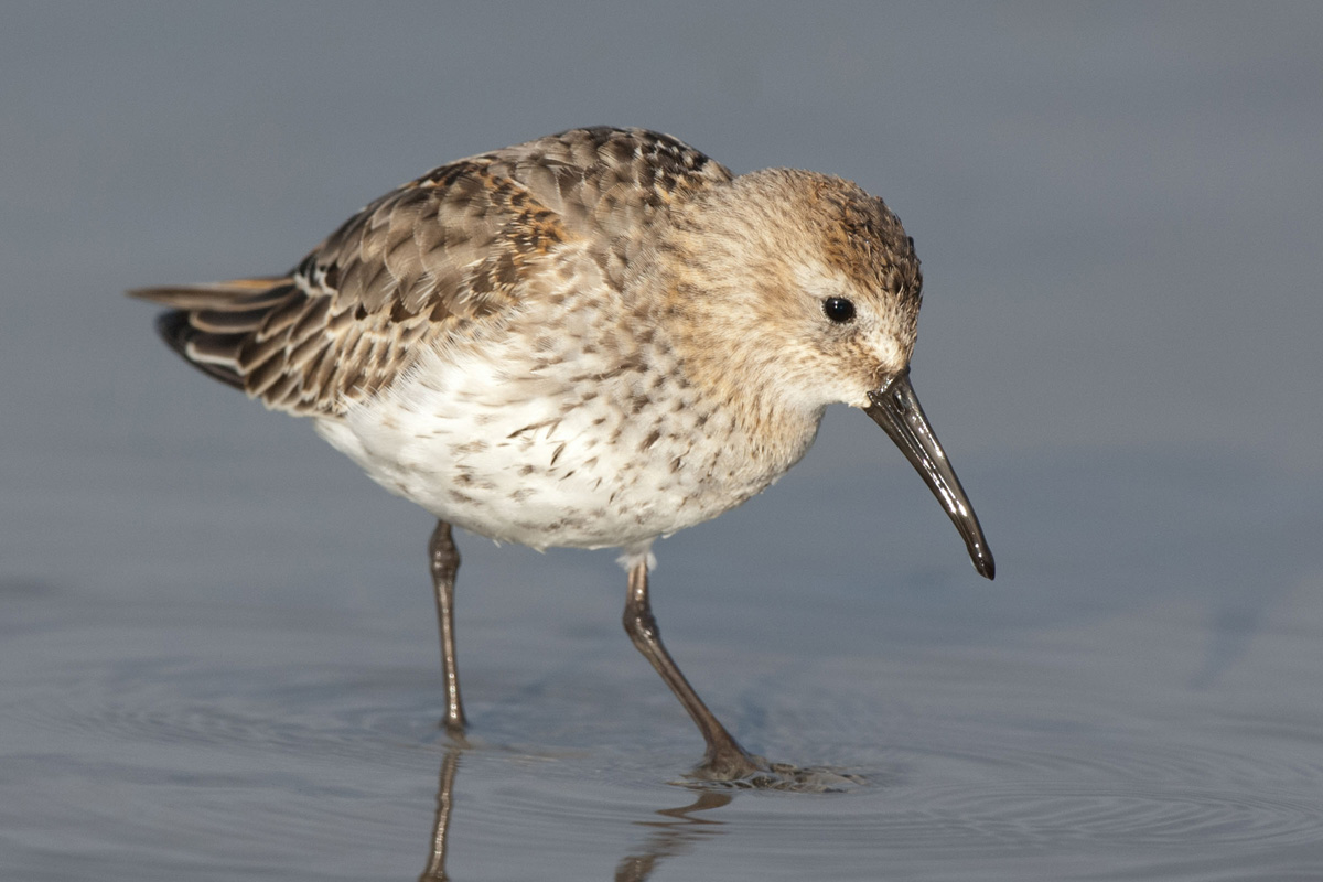 Dunlin
