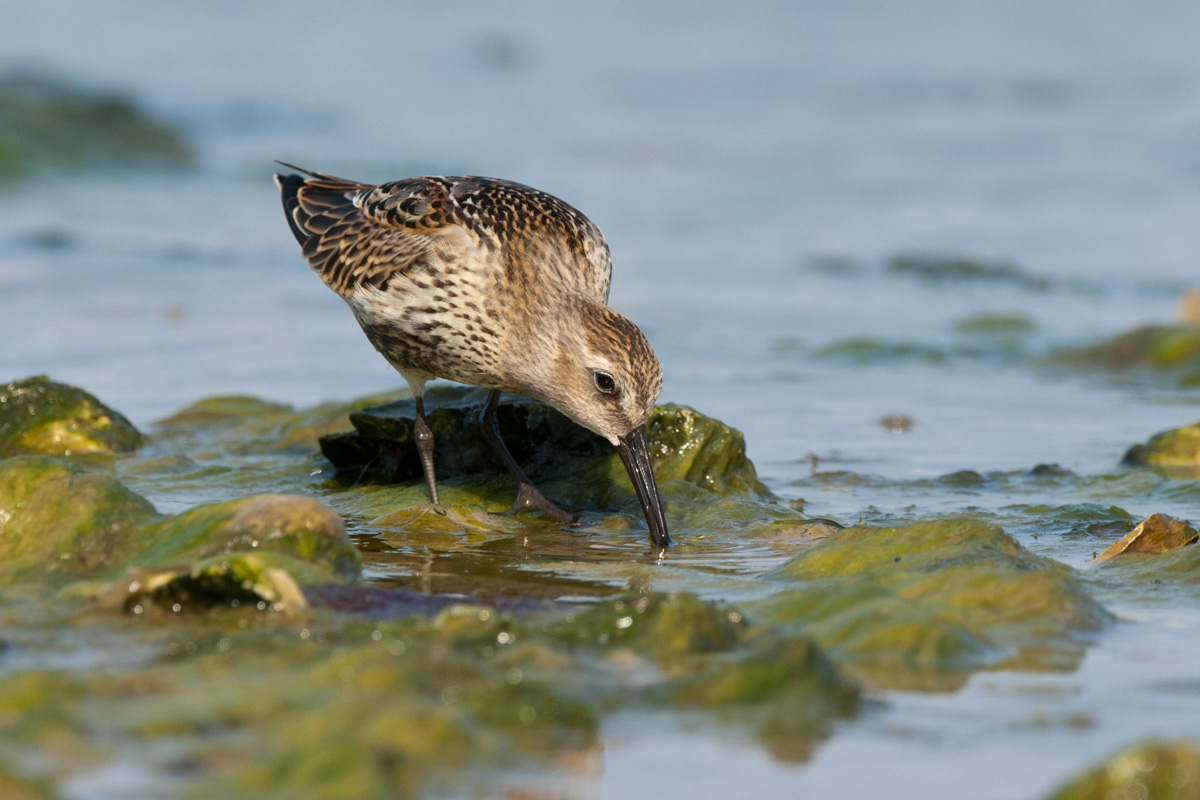 Dunlin