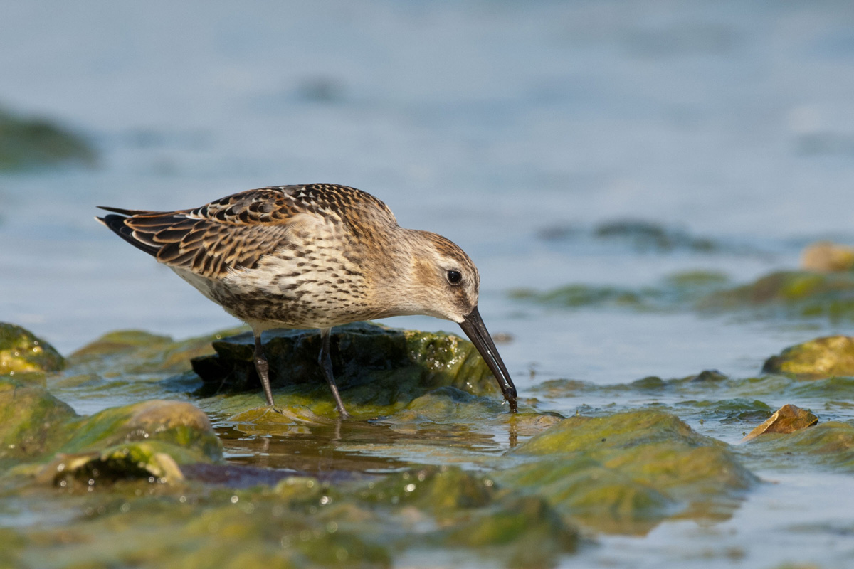 Dunlin
