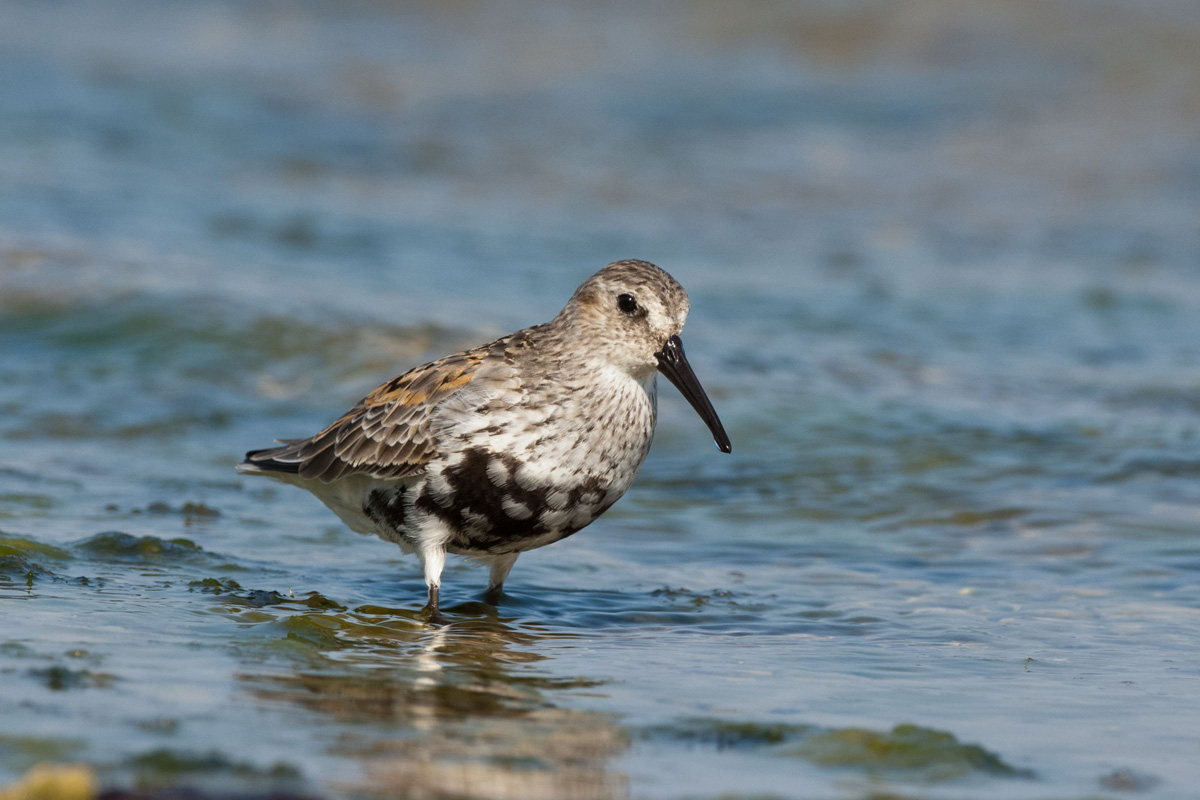 Dunlin
