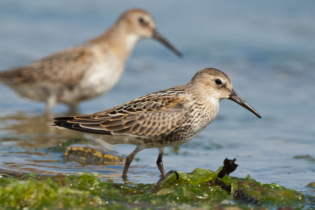 Dunlin