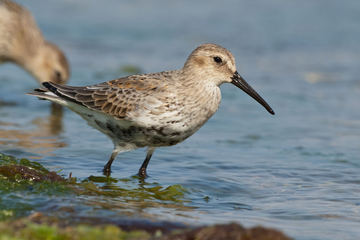Dunlin