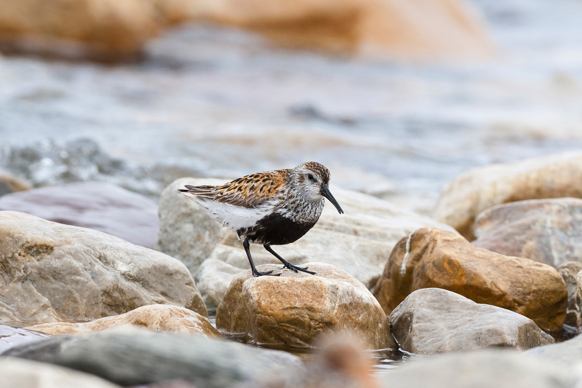 Dunlin