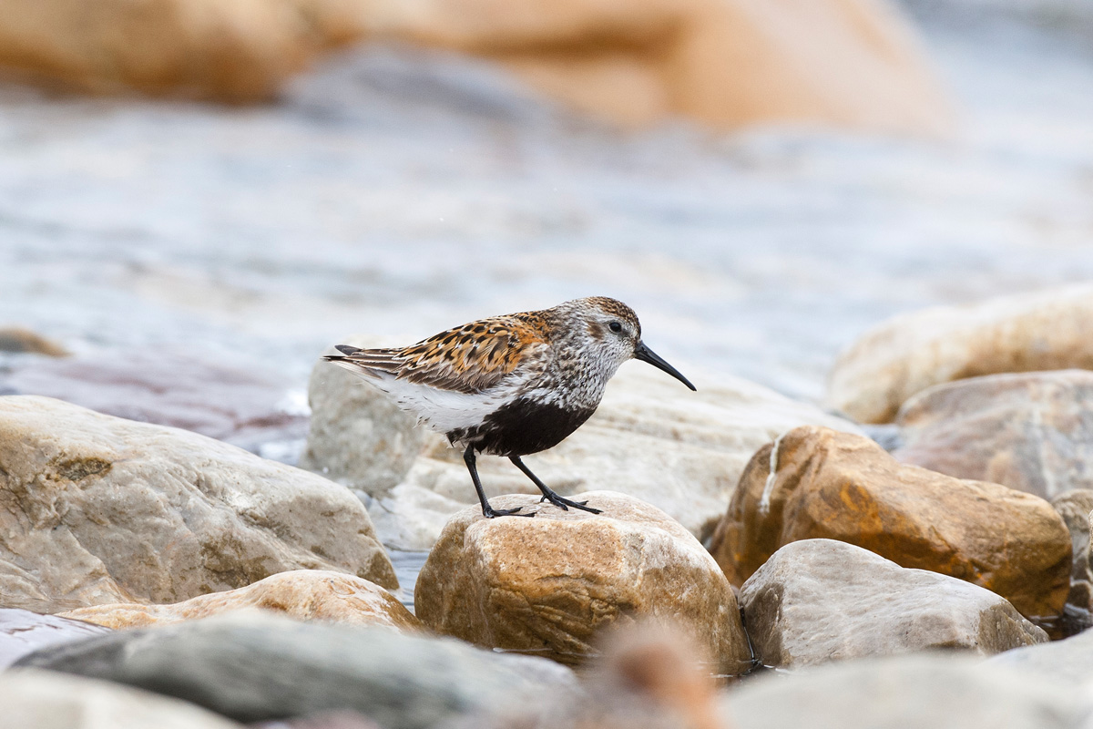 Dunlin