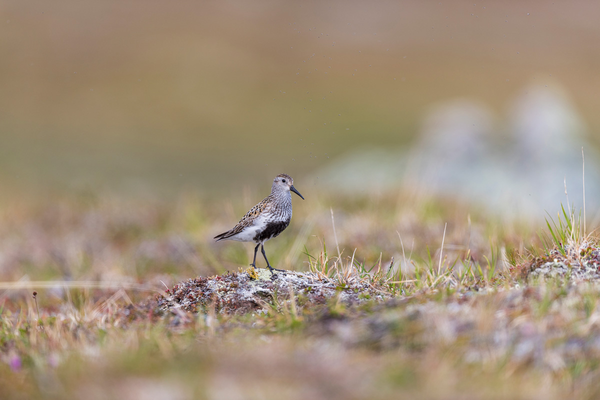 Dunlin