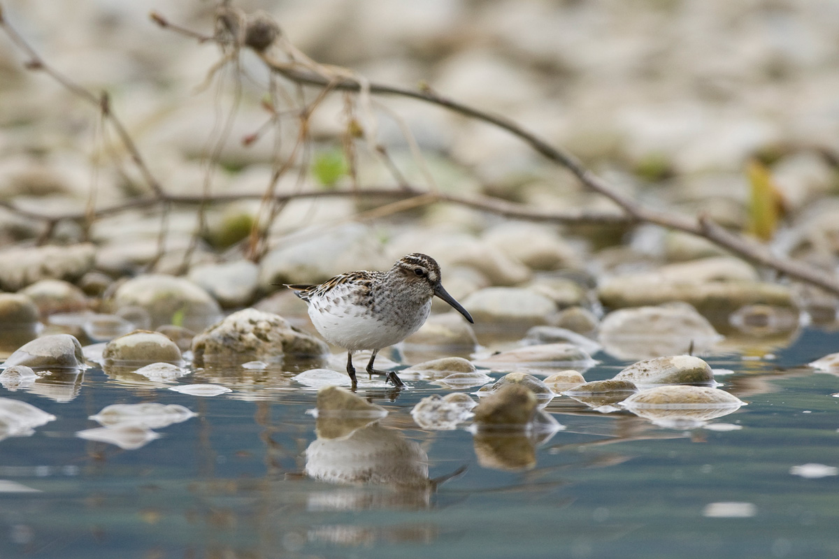 Broad-billed Sandpiper Broad-billed Sandpiper