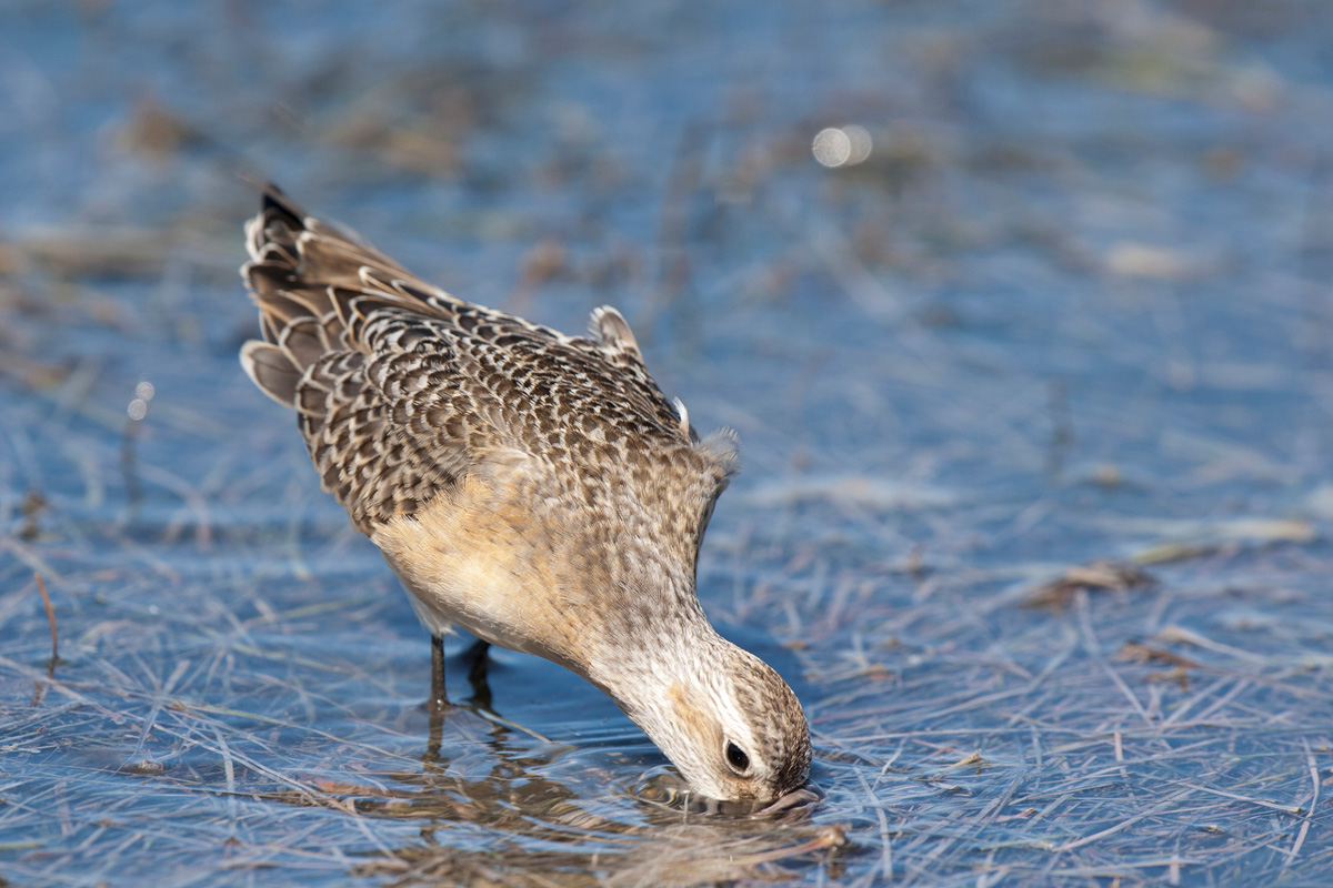 Curlew Sandpiper