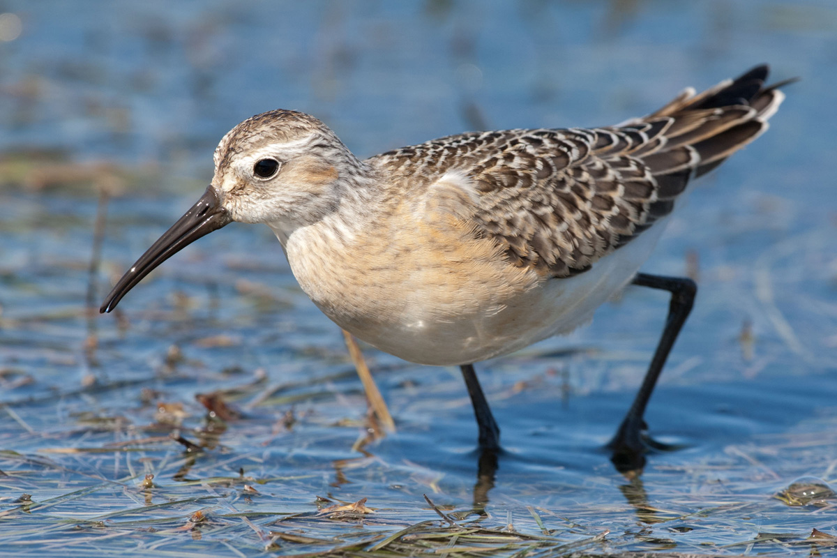 Curlew Sandpiper