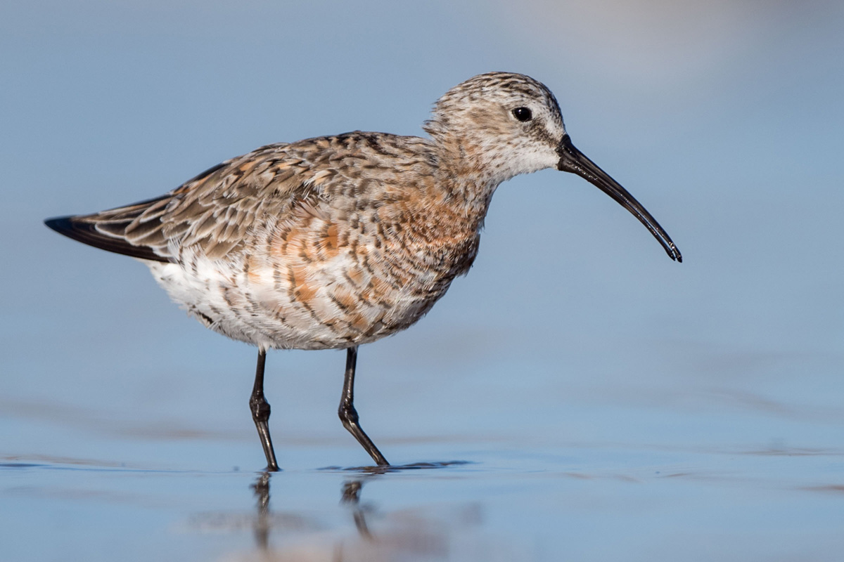 Curlew Sandpiper