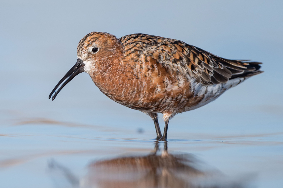 Curlew Sandpiper