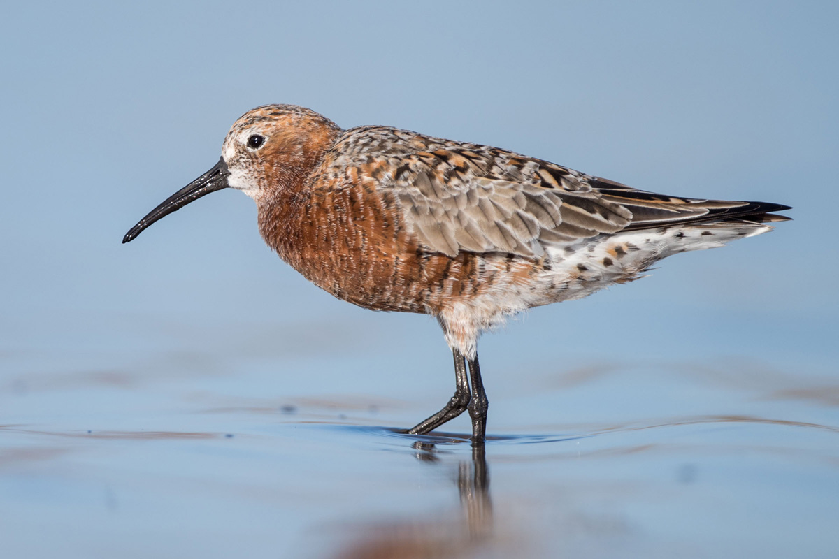 Curlew Sandpiper