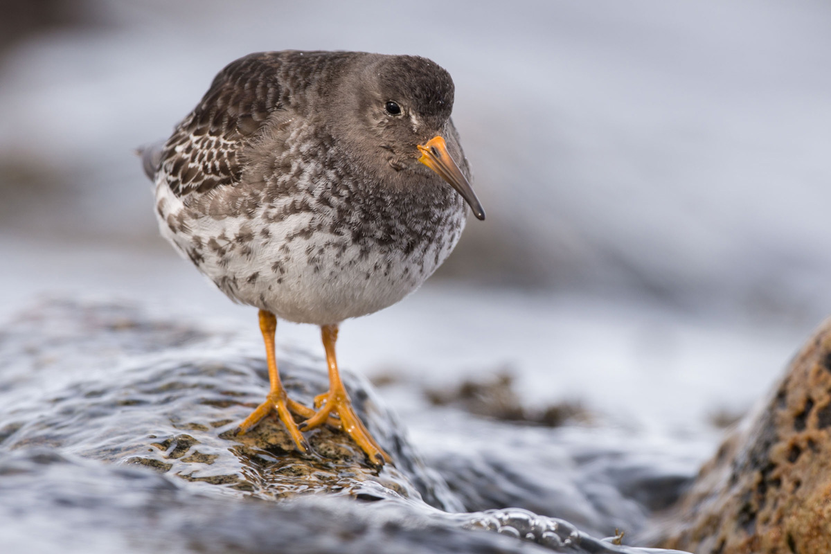 Purple Sandpiper